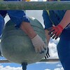 Montaż kapsuły czasu na Ratuszu Staromiejskim