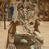 Dino Park