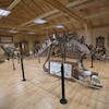 Dino Park