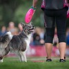 Otwarte Mistrzostwa Europy w dogfrisbee Bolonia 2019 i zakończenie tegorocznego sezonu sportowego Niny&Kiwi