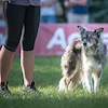 Kolejne sukcesy Niny Kusiak i jej psa Kiwi