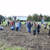 Elektryczny las