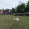  VII Festyn na Rzecz REKSA