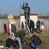 Nowe drzewa przy SP3
