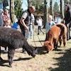 VI Piknik Rodzinny dla Autyzmu „Razem w ruchu”