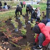 Uczniowie malborskich szkół zazieleniają bulwar im. Macieja Kilarskiego