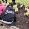 Uczniowie malborskich szkół zazieleniają bulwar im. Macieja Kilarskiego